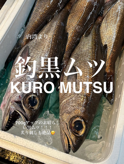 Premium Japanese Black Gnomefish (Kuromutsu) 1.8~5.7LB