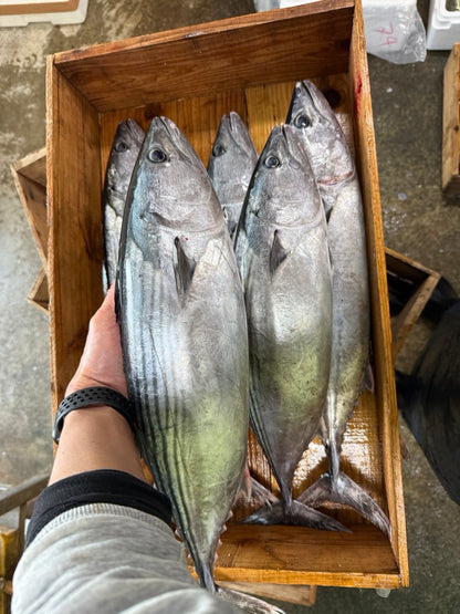 ONIJIME Bonito (KATSUO) 9~12LB