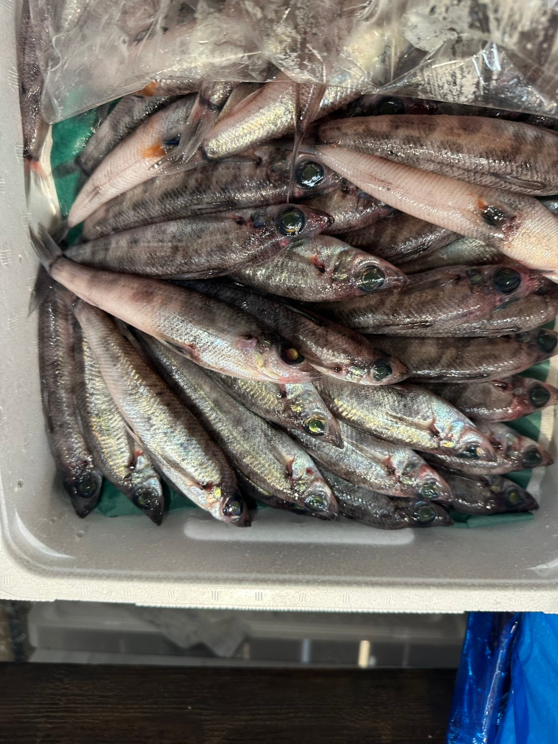 Premium Japanese Greeneye Fish (MEHIKARI) 60~80g