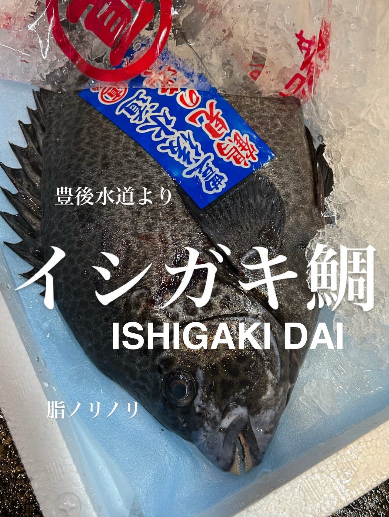 Premium Fresh Spotted Knifejaw (Ishigakidai) 2.2~5.6LB