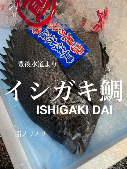 Premium Fresh Spotted Knifejaw (Ishigakidai) 2.2~5.6LB