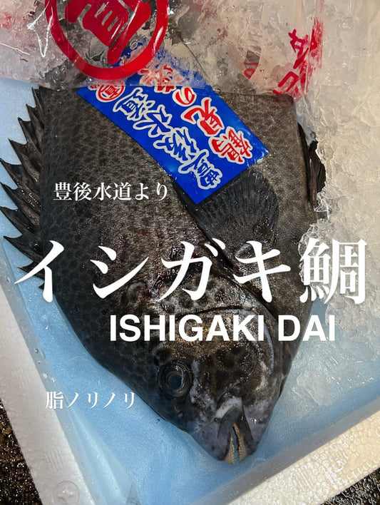 Premium Fresh Spotted Knifejaw (Ishigakidai) 2.2~5.6LB