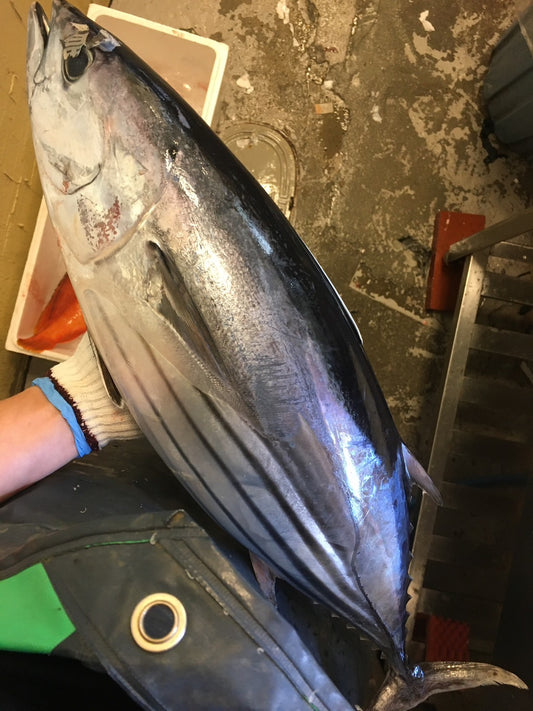 ONIJIME Bonito (KATSUO) 9~12LB