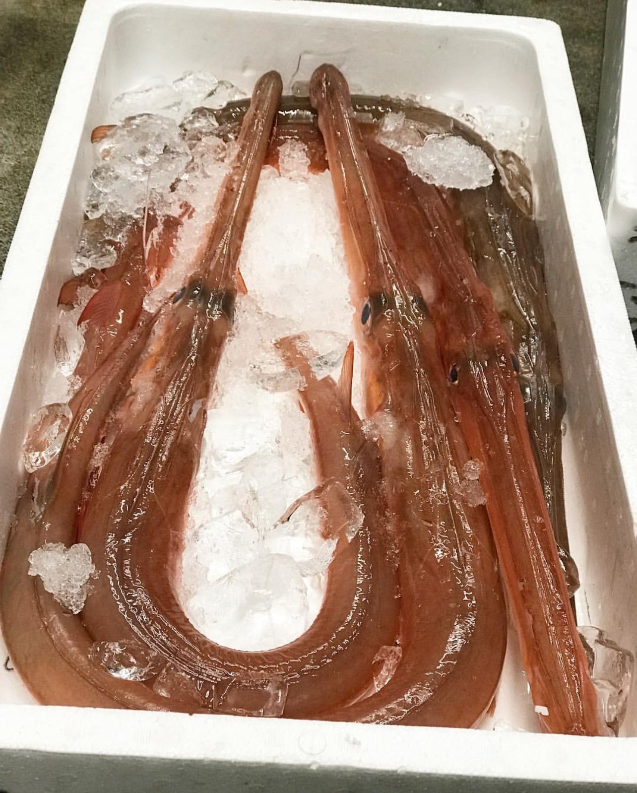 Premium Japanese Red Cornetfish/Trumpet fish (Aka-Yagara) 2.2~4.5LB