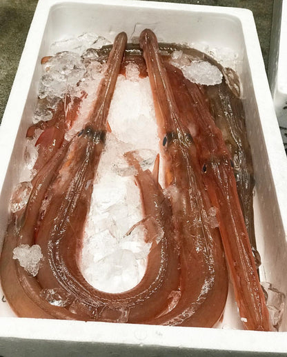 Premium Japanese Red Cornetfish/Trumpet fish (Aka-Yagara) 2.2~4.5LB