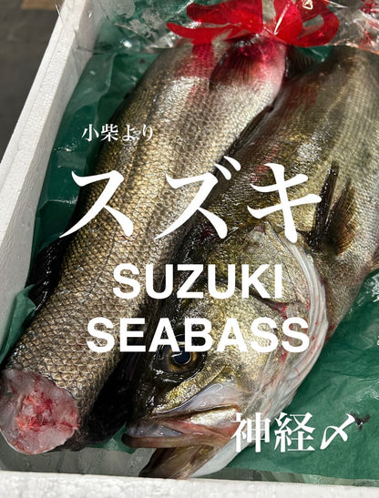Premium Japanese Sea Bass (Suzuki) 3.35~6.75LB