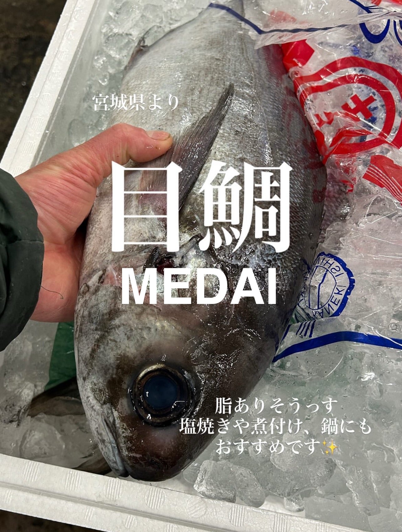 Premium Japanese Butterfish / Blue Warehou (MEDAI) 4.5~22LB