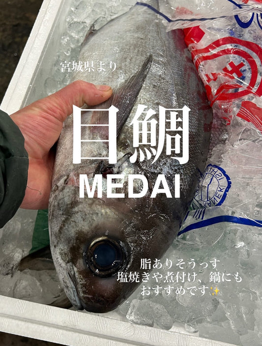 Premium Japanese Butterfish / Blue Warehou (MEDAI) 4.5~22LB
