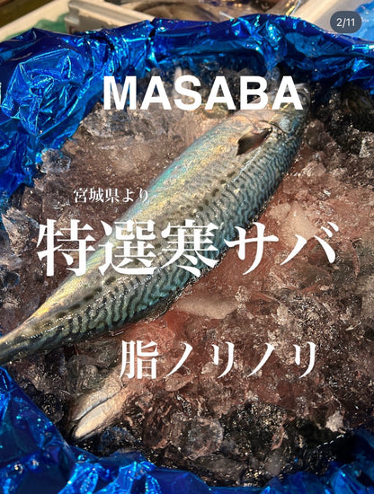Wild-Caught Japanese Chub Mackerel (Seki-Saba) 1.8~2.7LB