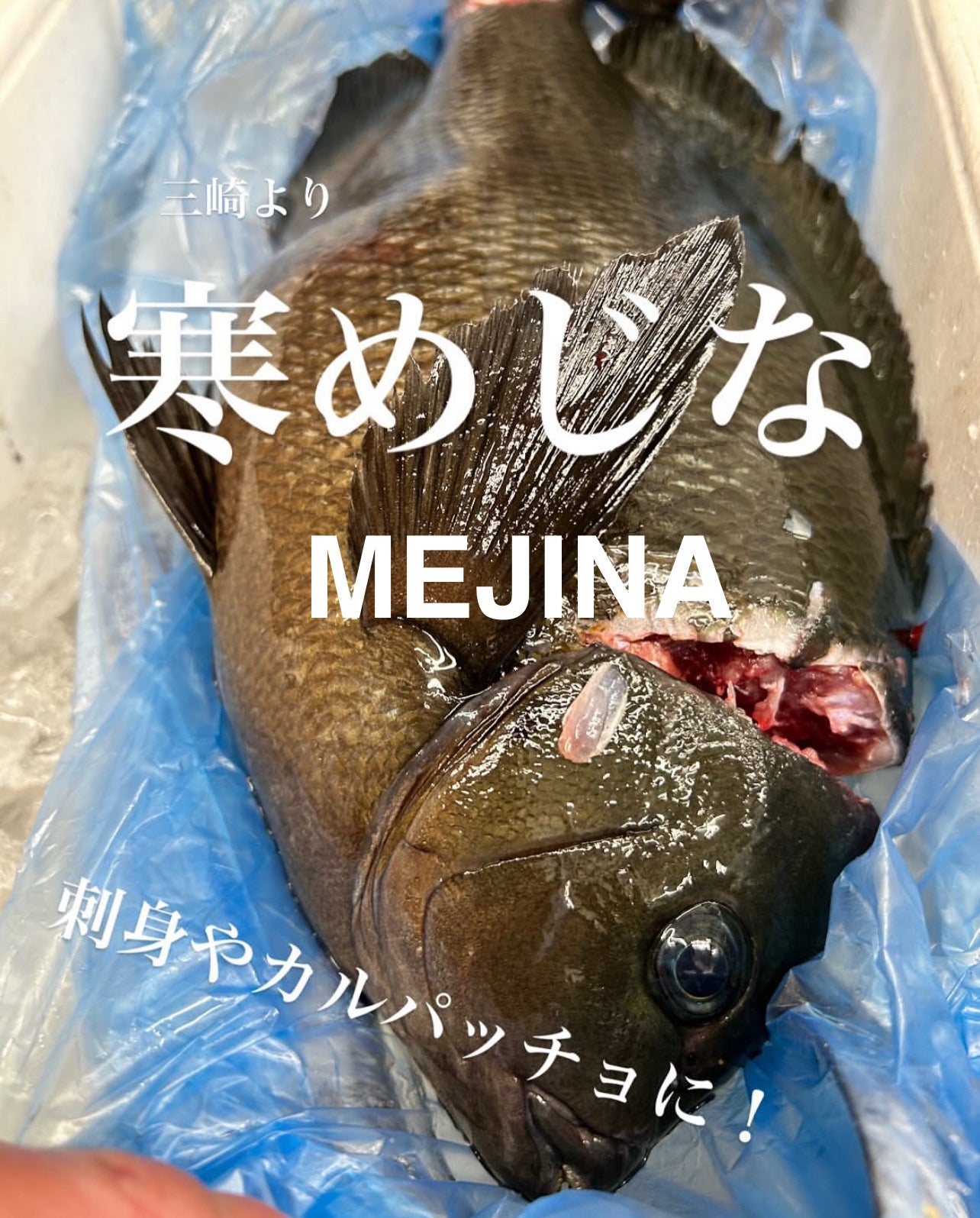 Premium Japanese Largescale Blackfish (Mejina / Gure) 1.8~ 3.4LB