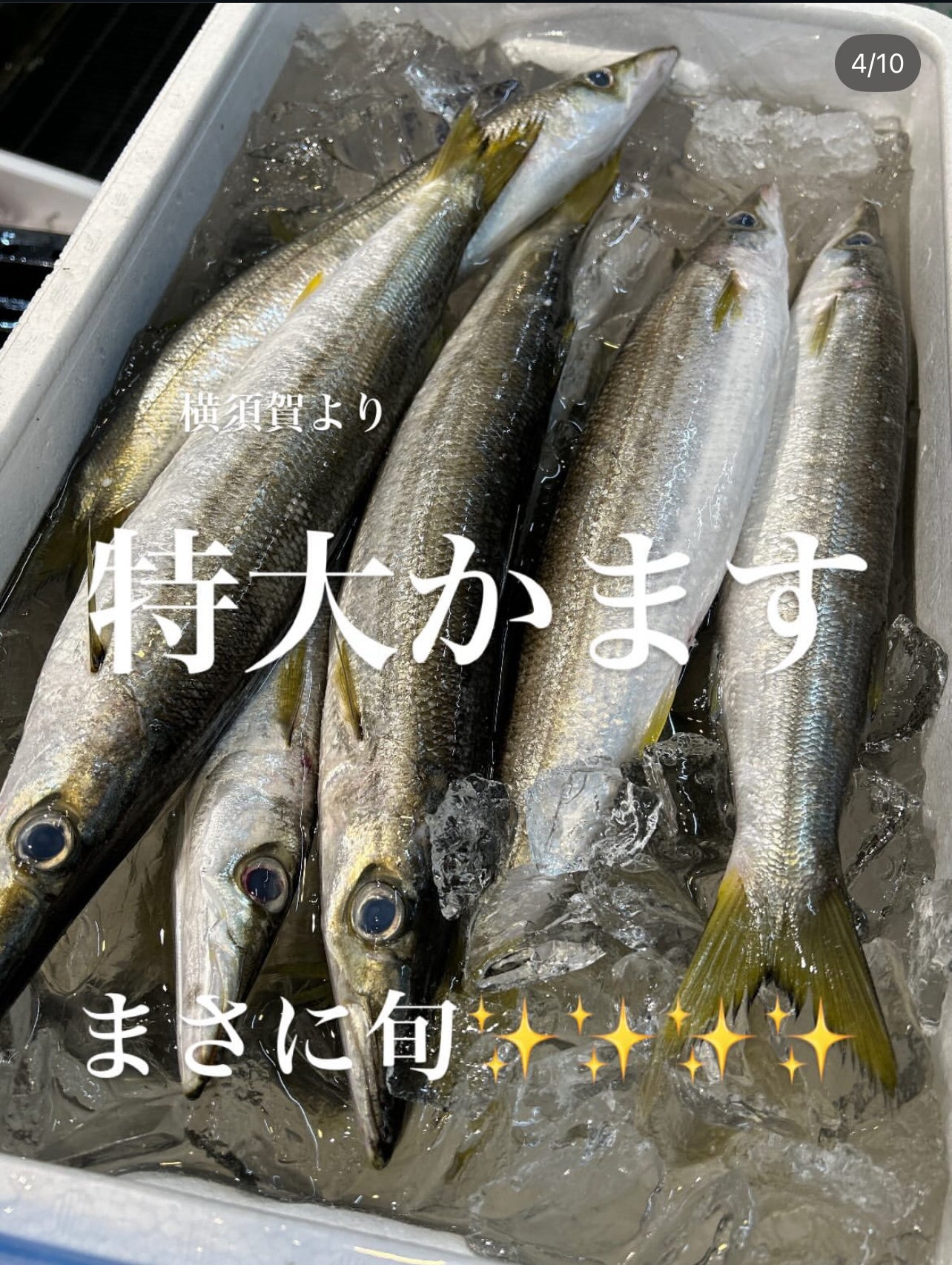 Premium Japanese Barracuda (Kamasu) 0.4~0.8LB