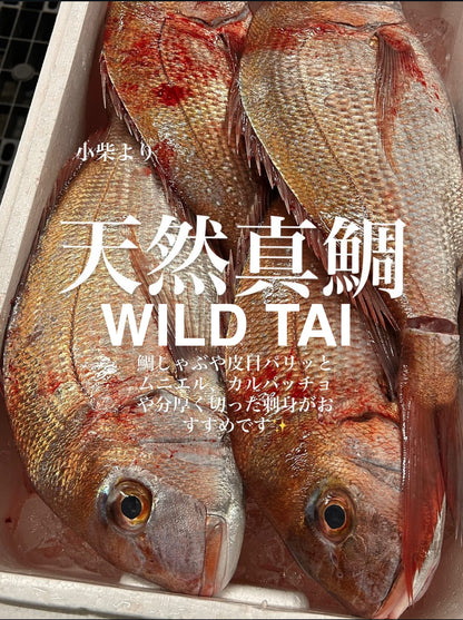 Premium Wild-Caught Japanese Red Sea Bream (Madai) 2.2~6.7LB