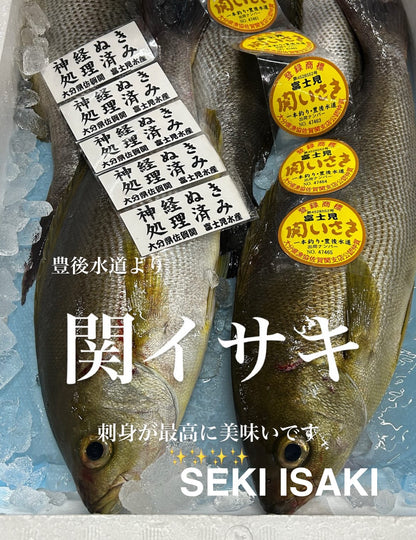 Premium Japanese Chicken Grunt(Isaki) 1.5~2.7LB