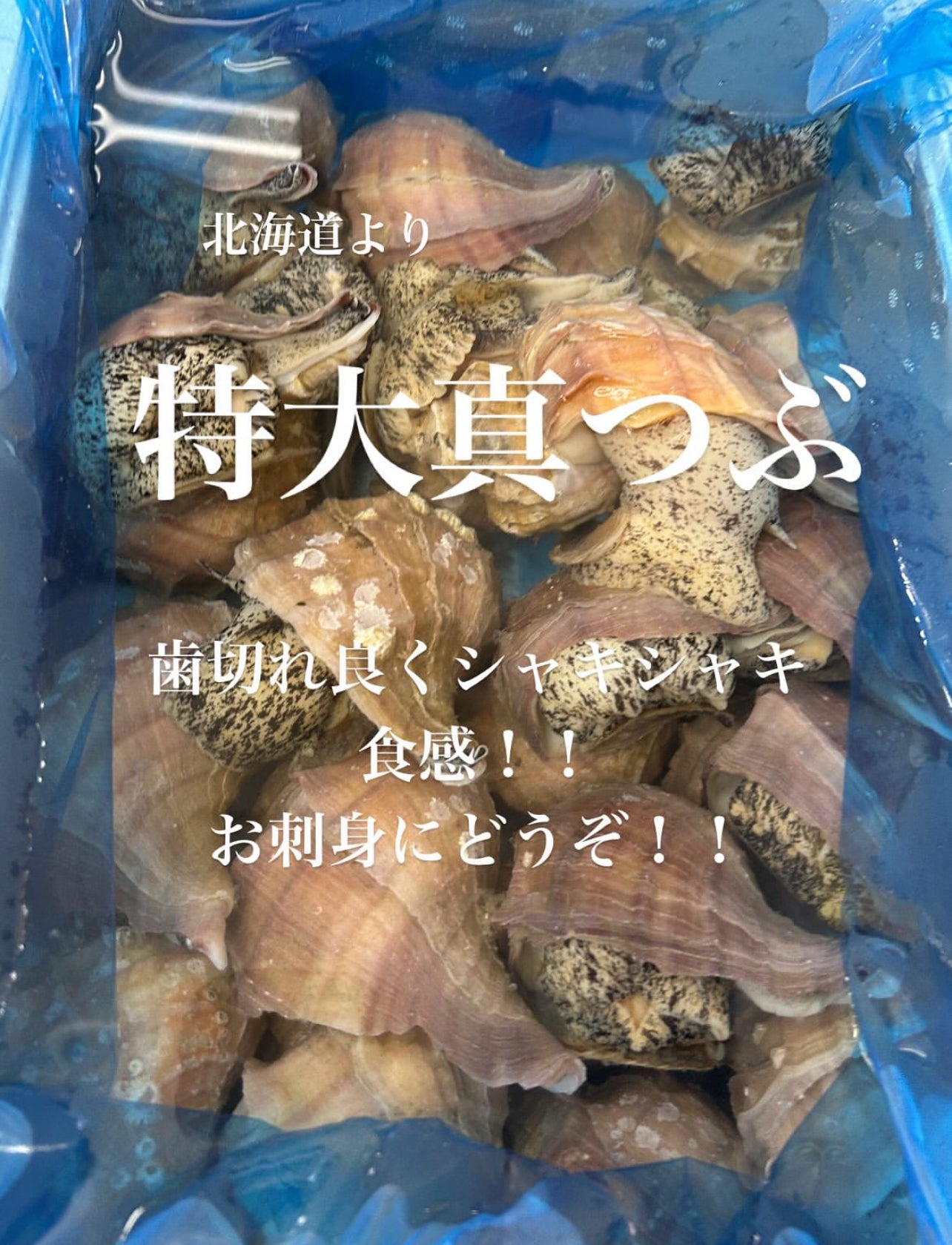 Premium Fresh Japanese Whelk (Ma-Tsubugai)