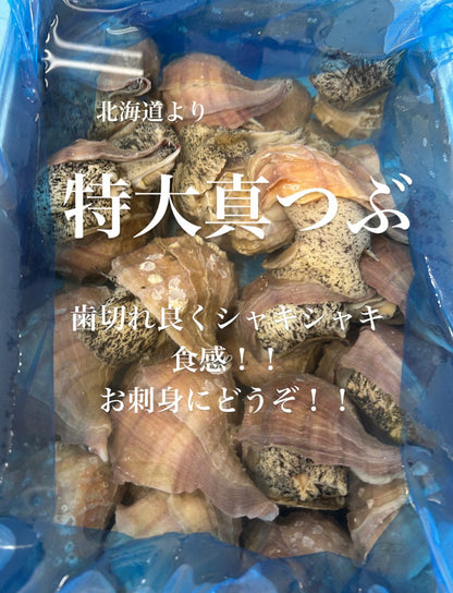 Premium Fresh Japanese Whelk (Ma-Tsubugai)