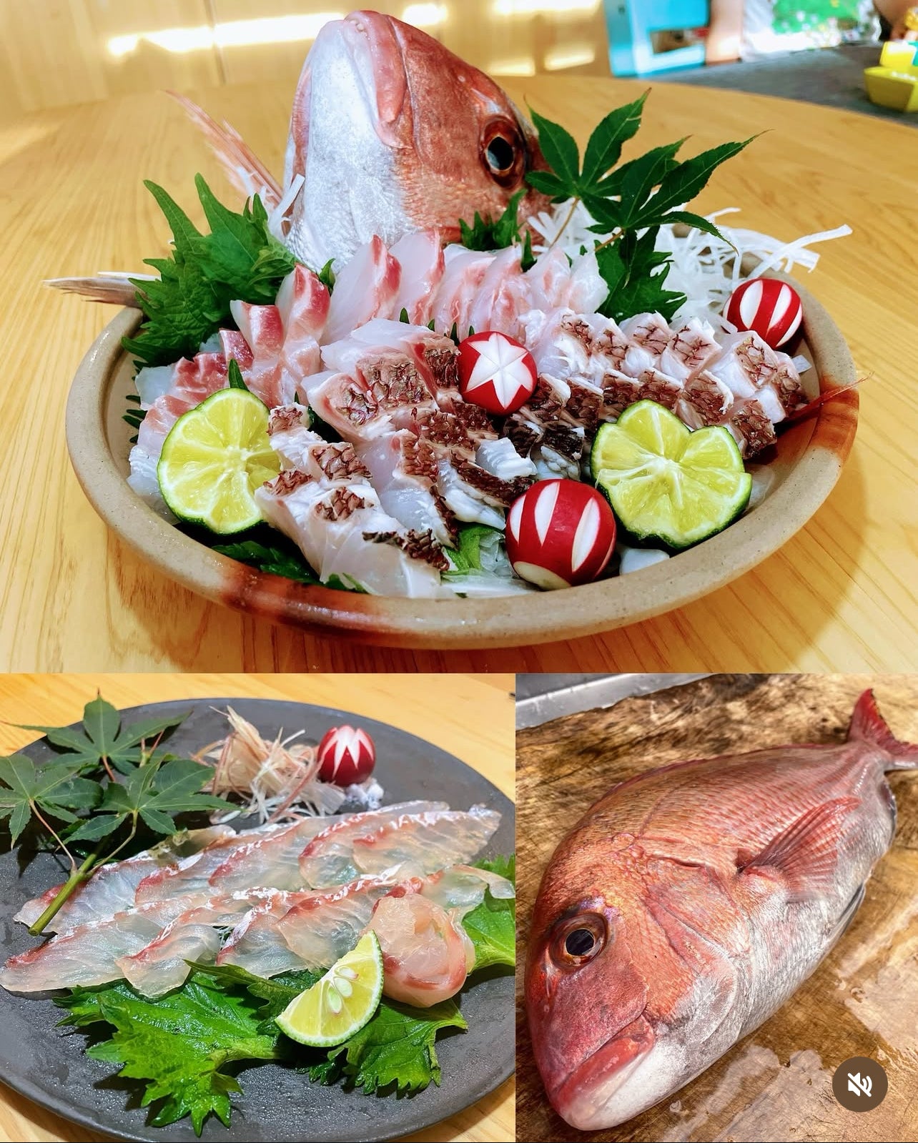 Premium "Ikijime" Farmed Japanese Sea Bream (MIYABI TAI)4~6.5LB