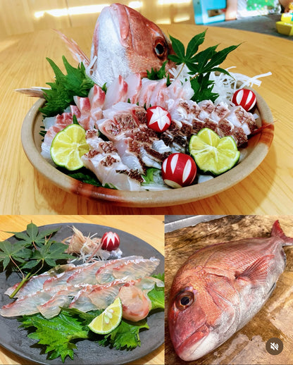 Premium "Ikijime" Farmed Japanese Sea Bream (MIYABI TAI)4~6.5LB