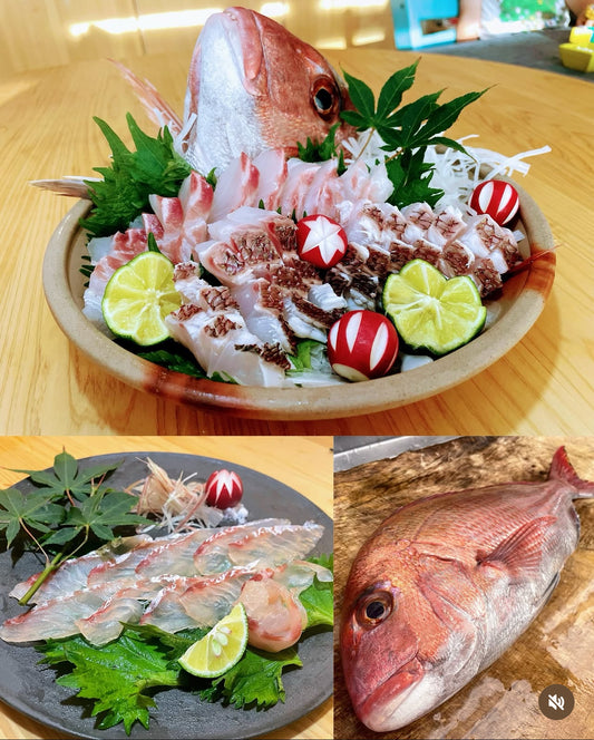 Premium "Ikijime" Farmed Japanese Sea Bream (MIYABI TAI)4~6.5LB