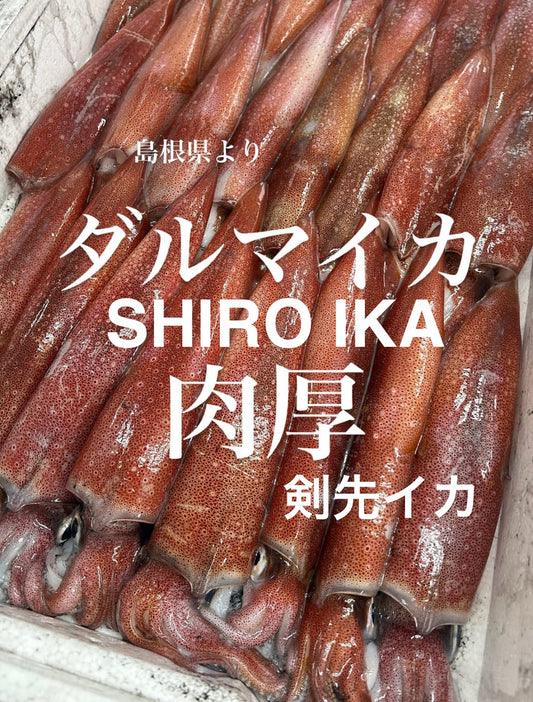 Premium Japanese Swordtip Squid (SHIRO IKA) 0.7~ 1.6LB