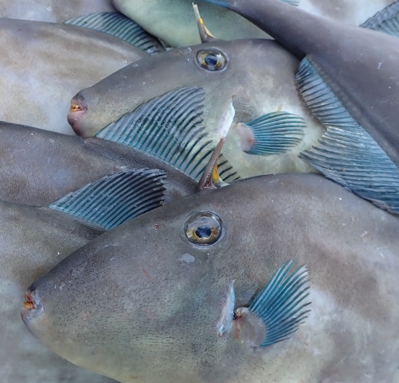 Premium Japanese Filefish / Black Scraper (Umazurahagi) 1.5~2.2LB