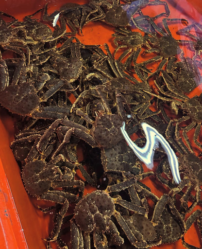 Premium Hokkaido Red King Crab (TARABAGANI)9~11.2LB