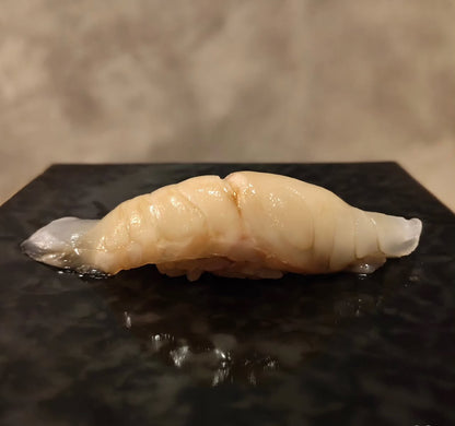 Premium Japanese King of Flounders(MATSUKAWA GAREI) 2.2~6.8LB