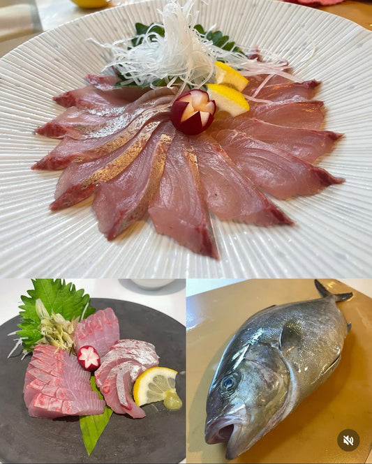Premium Farmed Great Amberjack(KANPACHI)- Ikejime 9~13.5LB